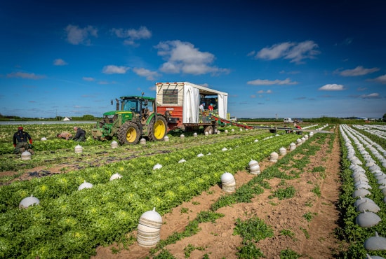 Secteur d'activité maraîchage