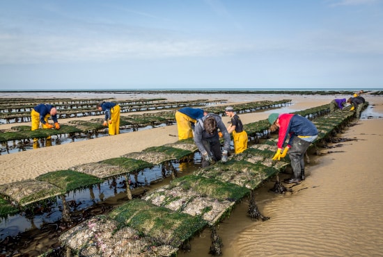 Secteurs d'activités poissons et coquillages